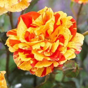 Rose 'Oranges & Lemons' Papagena (Bare Root)