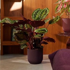 Round ribbed plant pot - burgundy