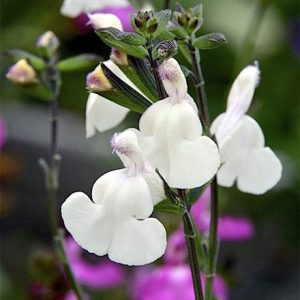 Salvia Cool Cream