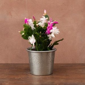 Schlumbergera multi-coloured