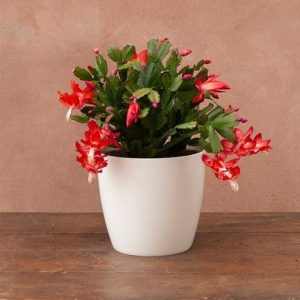 Schlumbergera red-flowered