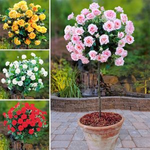 Standard Rose Patio Collection