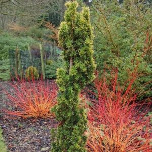 Taxus baccata Standishii