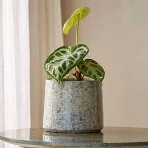 Textured crackle glaze plant pot - grey