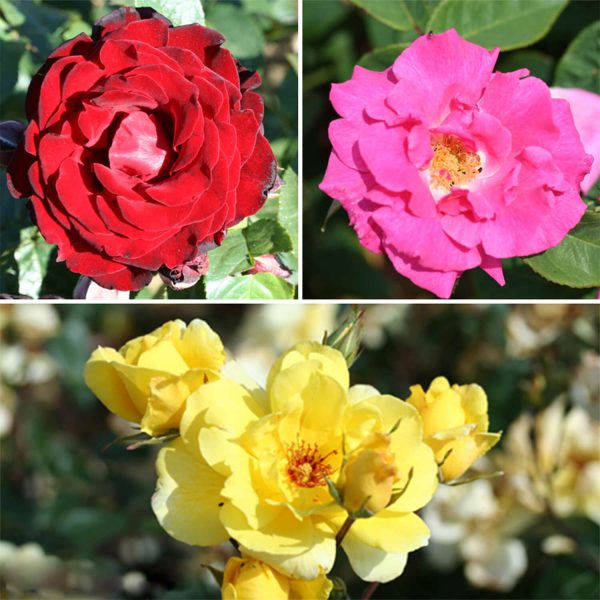 The Climbing Rose Collection (Bare Root)