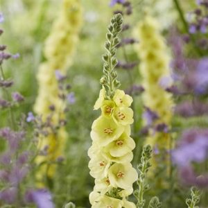 Verbascum Primrose Path