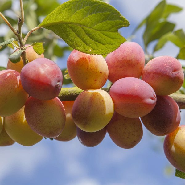 Victoria Plum Tree (Approx. 80-100Cm)