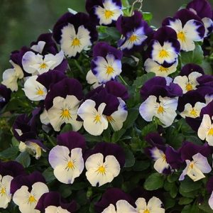 Viola × wittrockiana Cool Wave Violet Wing