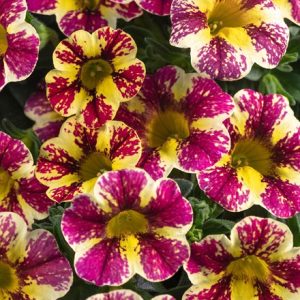 Calibrachoa Candy Shop Chocolate ('Wescacascho') (Candy Shop Series)