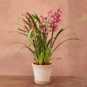 Cymbidium Sinterklaas