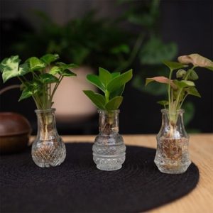 Glass bottles with 3 plants