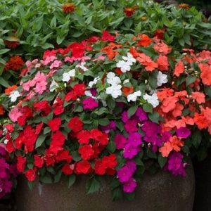 Impatiens Beacon Select Mixture (Beacon Series)