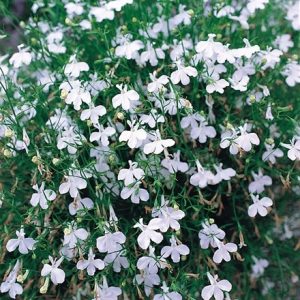 Lobelia erinus Fountain White (Fountain Series)