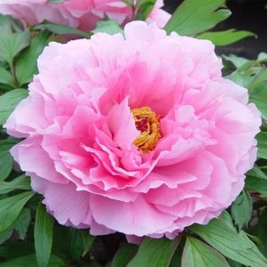 Paeonia × suffruticosa Rou Fu Rong