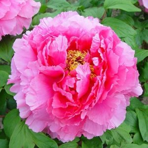 Paeonia × suffruticosa Ying Hong Qiao Dui