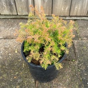 Thuja occidentalis Fire Chief ('Congabe') (PBR)