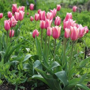 Tulipa Sanne