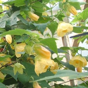 Abutilon Canary Bird