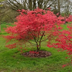 Acer palmatum Beni-maiko