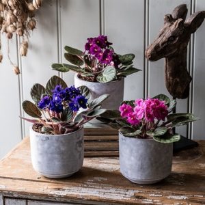 African violet collection