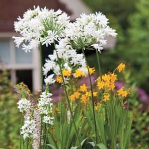 Agapanthus Polar Ice