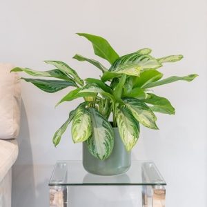 Aglaonema Silver Bay