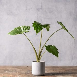 Alocasia Portodora