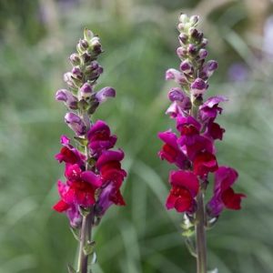 Antirrhinum majus Admiral Crimson