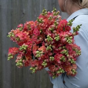 Antirrhinum majus Madame Butterfly Bronze White