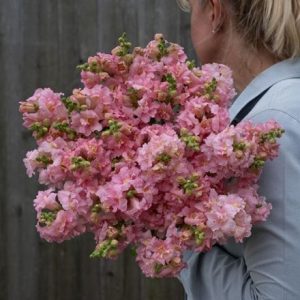 Antirrhinum majus Madame Butterfly Pink