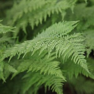 Athyrium filix-femina