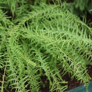 Athyrium filix-femina Victoriae