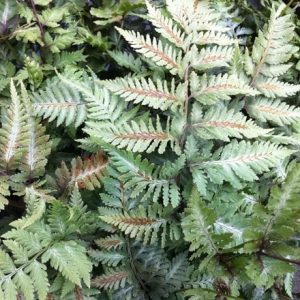 Athyrium niponicum metallicum