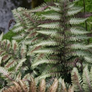 Athyrium niponicum var. pictum