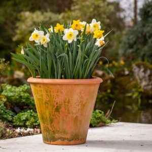 Award-winning old favourite daffodils and pot combination