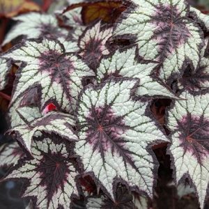 Begonia Dark Eyes