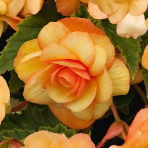 Begonia Illumination Apricot (Illumination Series)