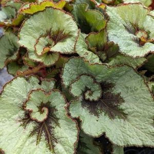 Begonia Namur