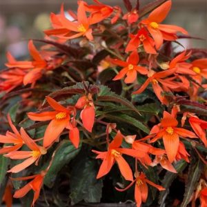 Begonia Starshine Bronze Papaya (Starshine Series)