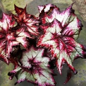 Begonia Stellar Storm