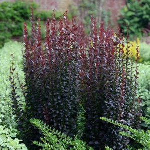 Berberis thunbergii f. atropurpurea Helmond Pillar