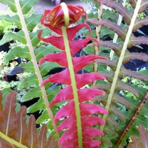 Blechnum brasiliense Volcano