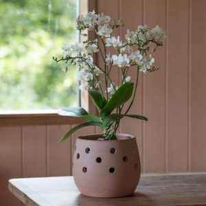 Bowl terracotta orchid pot