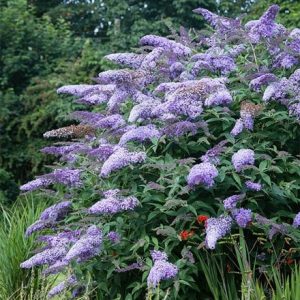 Buddleja 'Bressingham Bountiful'