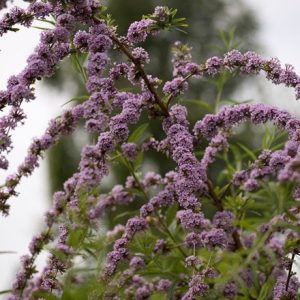 Buddleja alternifolia