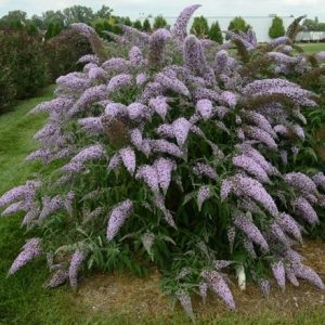 Buddleja davidii Grand Cascade