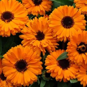 Calendula officinalis Fiesta Orange