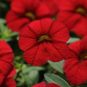 Calibrachoa Cabaret Bright Red ('Balcabrite') (PBR) (Cabaret Series)