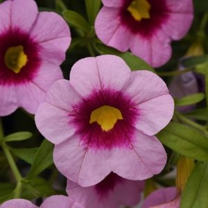 Calibrachoa Cabaret Early Light Pink Eye