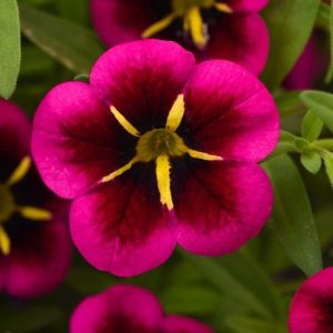 Calibrachoa Cabaret Goodnight Kiss ('Balcabooni') (PBR)